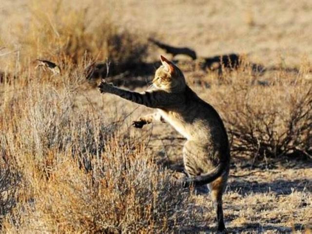 数百万只野猫“统治”澳大利亚，未来会进化成老虎吗？