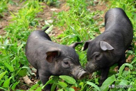 美国进口的猪肉和中国本土猪肉有什么区别？