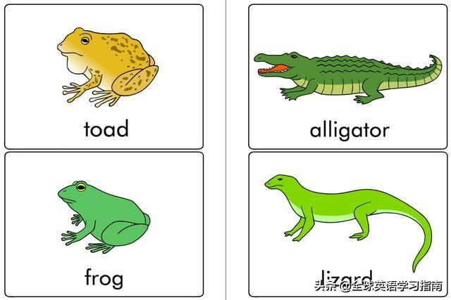 图片[24]-113张图让你记住所有动物类英语单词，分类汇总，建议收藏起来-笑傲英语网