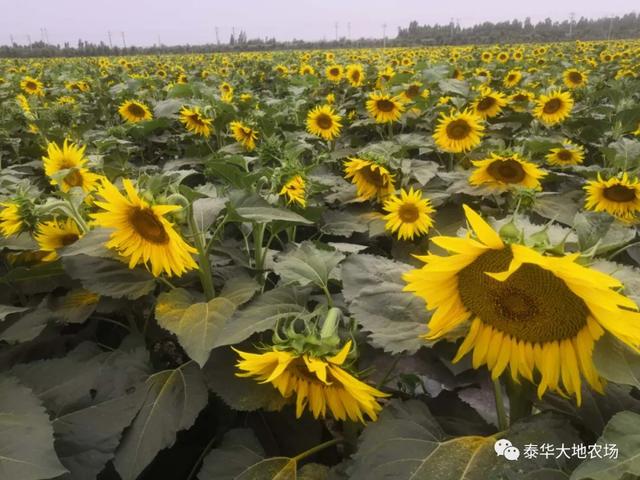 大地农场再次迎来花海，美到窒息