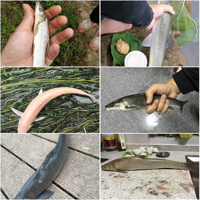 外来物种银鳕鱼，被洪水冲到各大江河，将成“常规鱼种”？