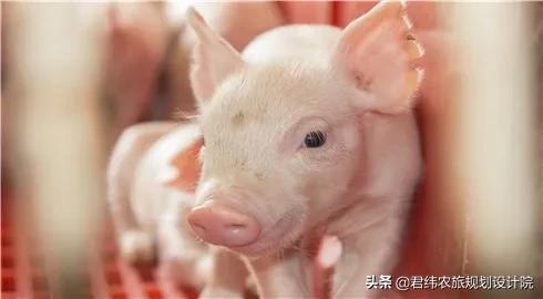 补贴来了！这些养猪补贴，今年你领了吗？