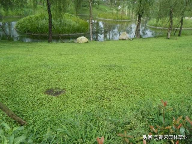 绿色地毯马蹄金 庭院绿地栽培观赏也可用于沟坡堤坡路边固土材料