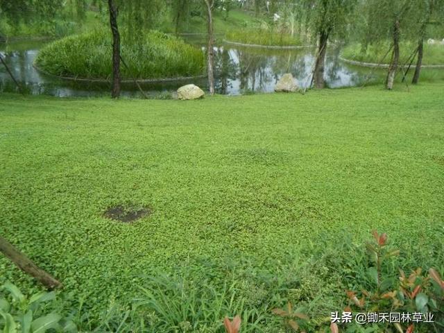 绿色地毯马蹄金 庭院绿地栽培观赏也可用于沟坡堤坡路边固土材料