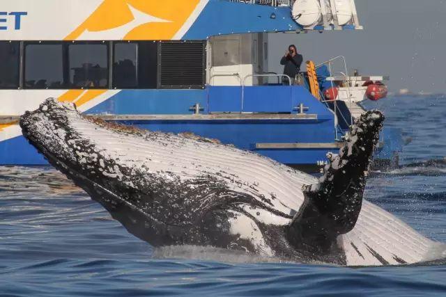 来了！4万多头座头鲸浩浩荡荡逼近悉尼港！气势