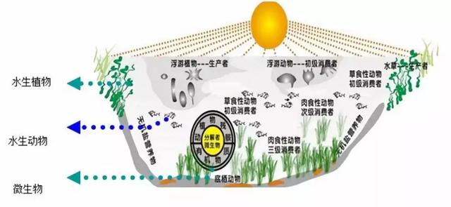 养鱼遇到棘手问题怎么办？养鱼先从认识水体自身循环开始解决