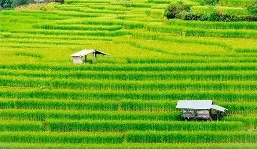 未来几年，中国农业迎来大发展
