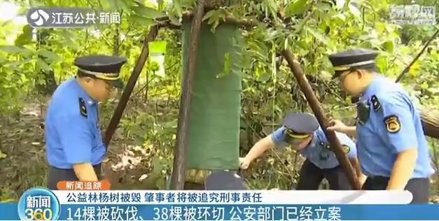 南京：“杀害”树木也入刑！附近居民：手段残忍