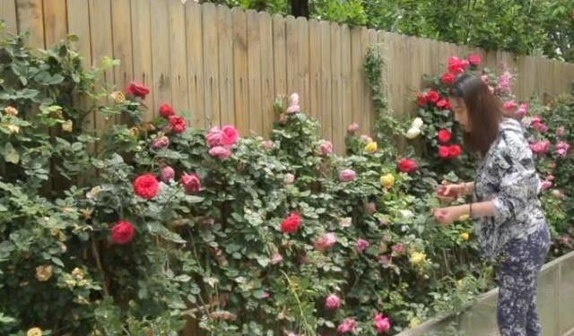 周海媚独居北京，坐拥超大菜园，直言不需要找