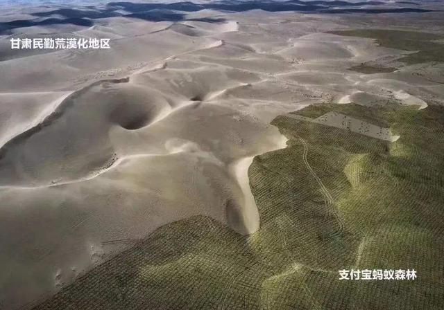 马云曾斥巨资在沙漠种树，如今已过去了4年，沙
