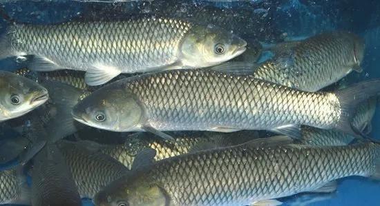 提高草鱼品质的高效循环水养殖技术