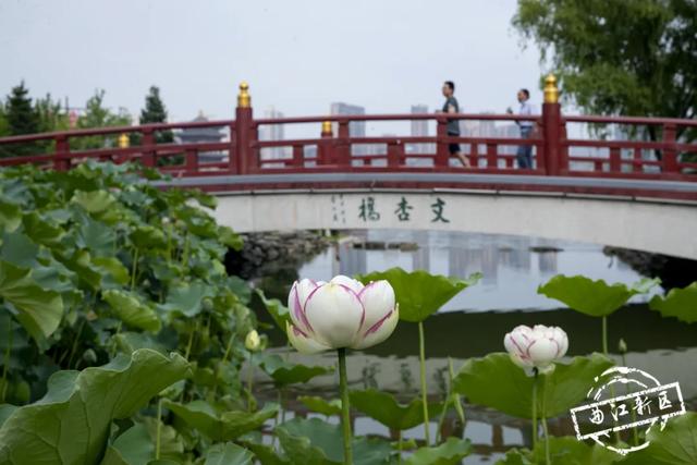 曲江卧莲台，一池荷花醉夏天