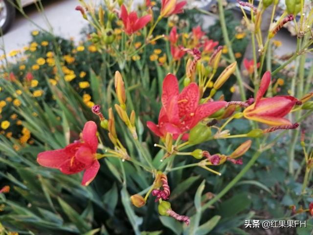 花型飘逸美艳殷红的射干花除了有欣赏价值外，还有重要的医药价值