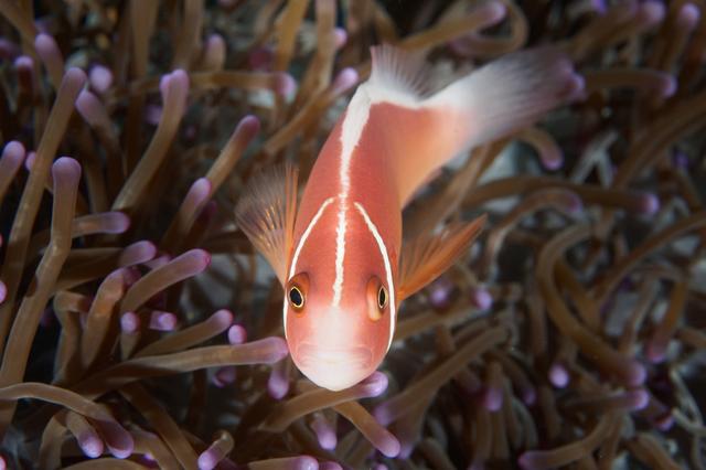 物种百科：粉红海葵鱼
