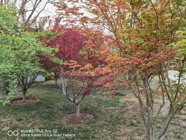 华为P40 Pro体验：用手机拍出好照片，其实真的很