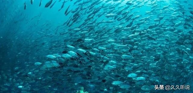 万米深海下的鱼，已经可以用外星生物来描述它们的奇特了