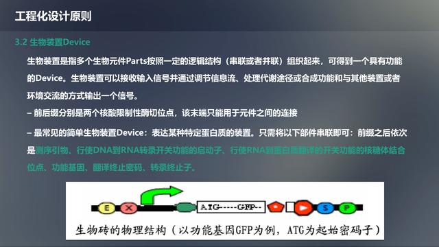 未来生物科技技术：合成生物学概述及应用