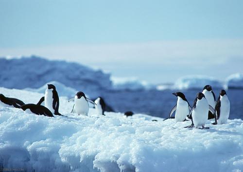 在南极发现了什么？让科学家们都努力前往？
