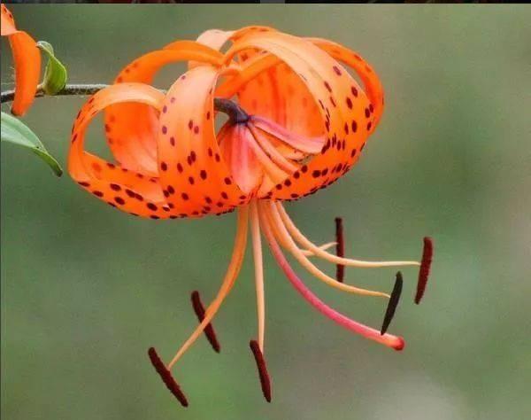 [转载]100种状如其名的奇花异草