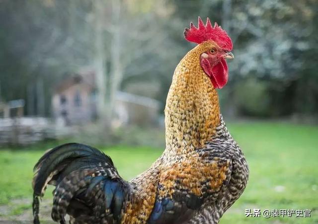 一只公鸡引发的\"血案\"：看二战时德国占