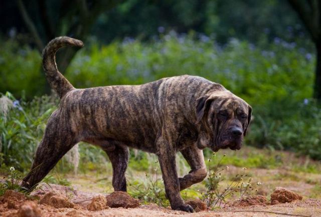 世界10大最强悍的狗，有不少都是被禁养的，你有养过吗？