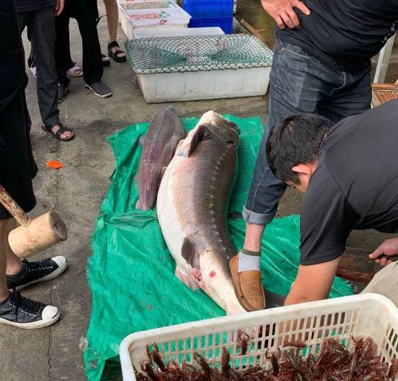 洪水中大量鱘魚(yú)靠岸，各地頻繁有人釣獲，是中華鱘嗎？