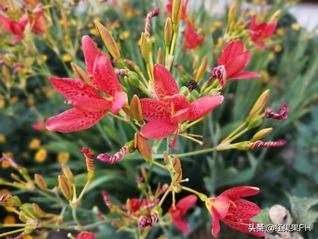 花型飘逸美艳殷红的射干花除了有欣赏价值外，还有重要的医药价值