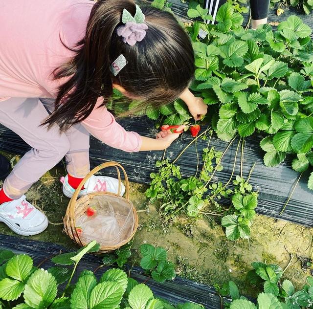 梁咏琪带女儿摘草莓体验农家乐，5岁Sophia亭亭玉立已有大长腿