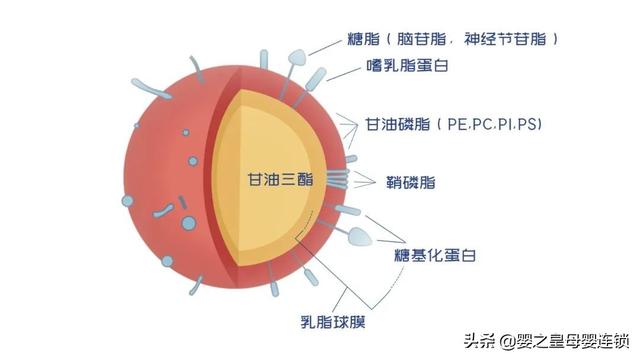 配方奶粉怎么选？乳脂球膜蛋白拯救纠结宝妈