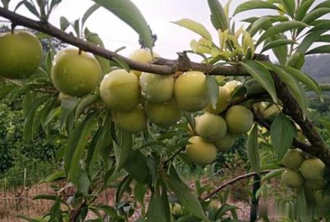 李子是我国三大原生水果之一，却被洋品种取代