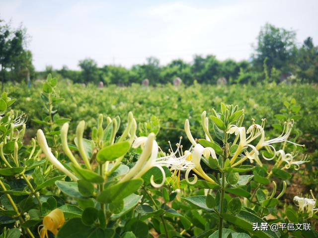 【新时代文明实践】平邑县“5.23”文艺志愿服务活动启动仪式暨第四届金银花农民丰收摄影大赛采风活动举行