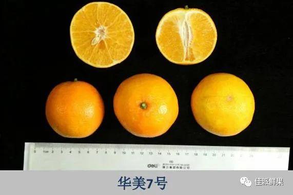 中柑所华美系列柑橘品种介绍