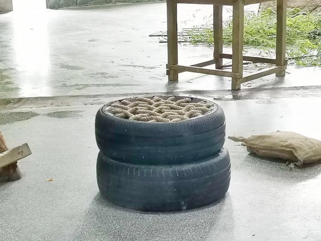 临沂动植物园为大熊猫融融和银柯举办生日会