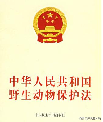 四川人均一只大熊猫？乐山街头遛熊猫真相！更