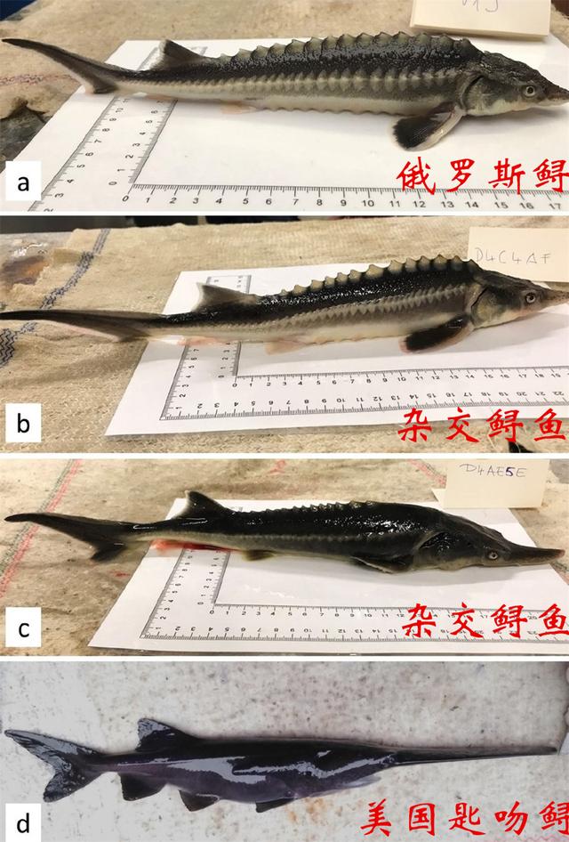 俄罗斯鲟和美国匙吻鲟杂交出了“狮虎鱼”，生物学家：不敢相信