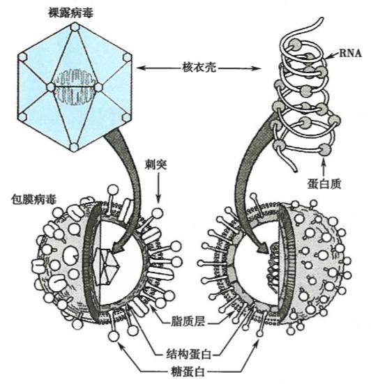 抗新冠药物及疫苗的研究进展