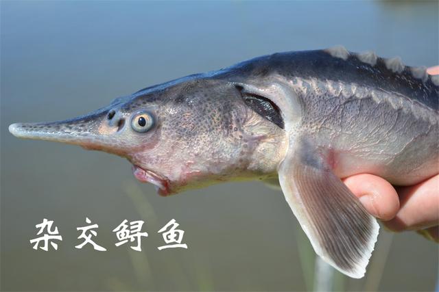 俄羅斯鱘和美國(guó)匙吻鱘雜交出了“獅虎魚”，生物學(xué)家：不敢相信