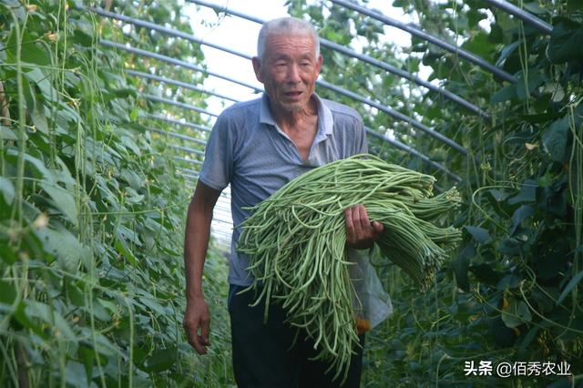 稳居蔬菜销量榜首位，农民种植热情空前高涨，加工成干菜有惊喜