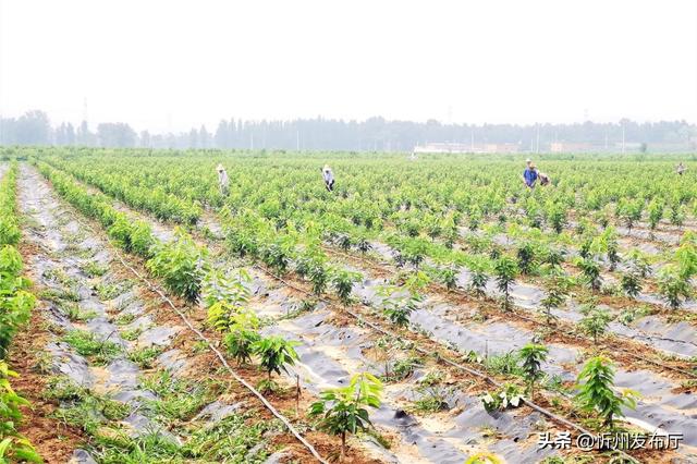 巩固发展"脱贫果" 切实做好"后半篇"