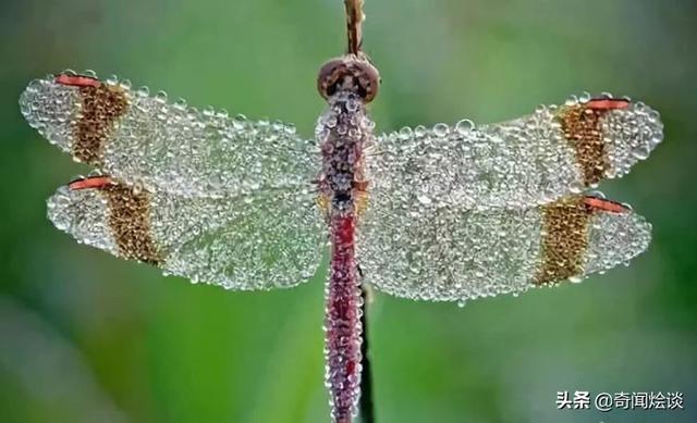 这就是神奇的大自然！这么奇妙的动物我第一次