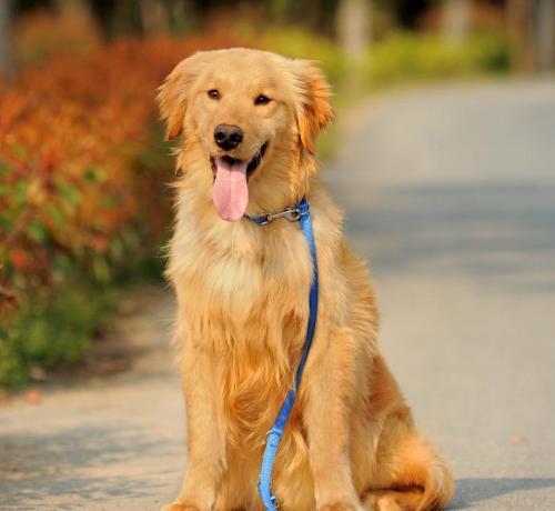 记吃不记打,狗狗犯错误了打屁股还是嘴巴?