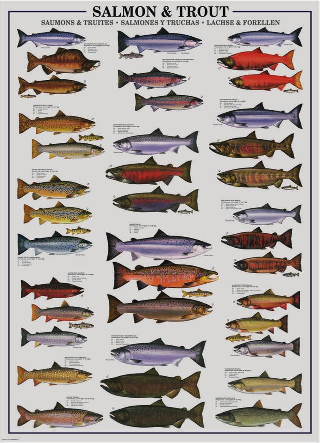 中国进口的三文鱼主要来自哪些国家？现在能不