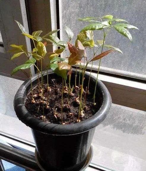 这两种“种子”别丢，说不准还会有意外惊喜！