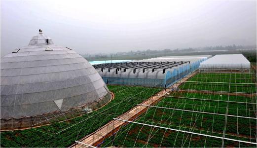 农业龙头企业是乡村发展骨干力量；有机农业的