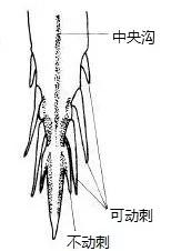 虾类图鉴：对虾的外部结构与虾体基本构造
