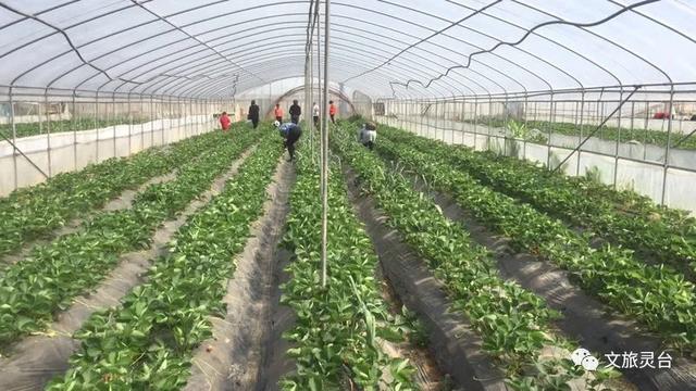 相约灵台旅游示范村！