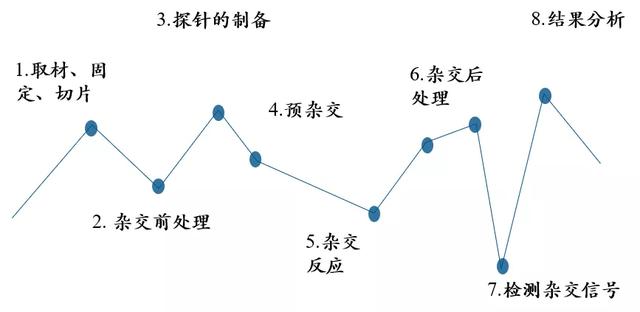 一文带你读懂：原位杂交