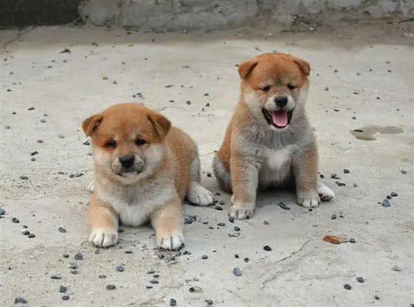 为什么同样是土狗，日本的柴犬价格很高而中华田园犬不招人待见？