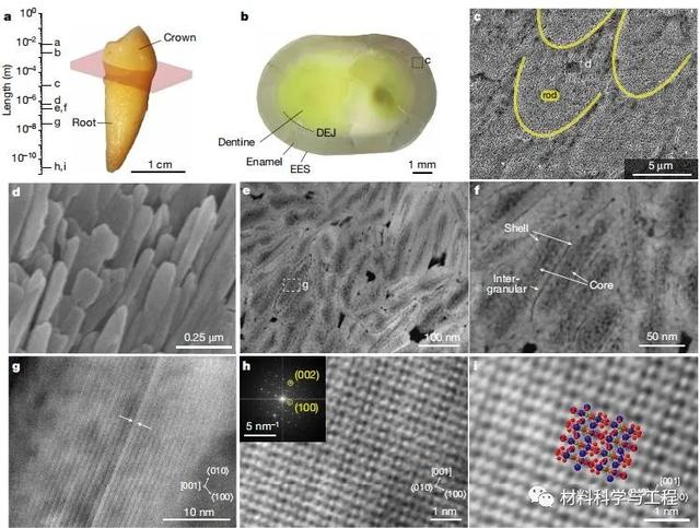 美國材料科學家，研究了一顆牙齒，還發了篇《Nature》