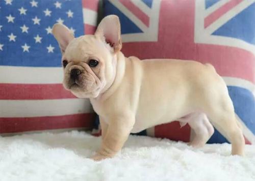 有的人把狗狗当作小孩子来养，那么狗狗可以和人一起睡觉吗？